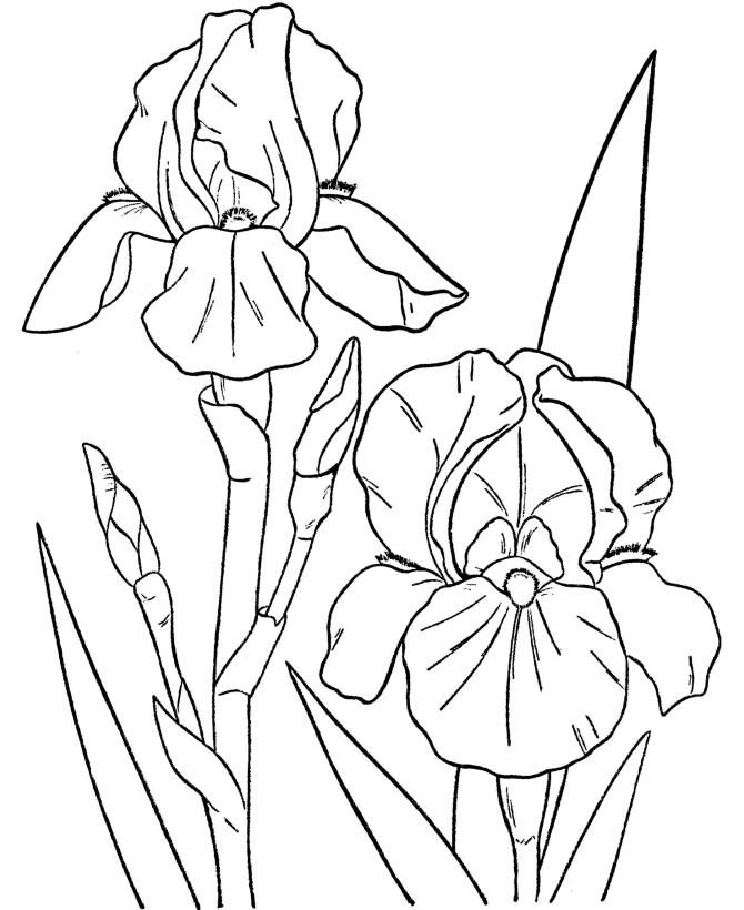 free printable flower coloring pages for kids  best