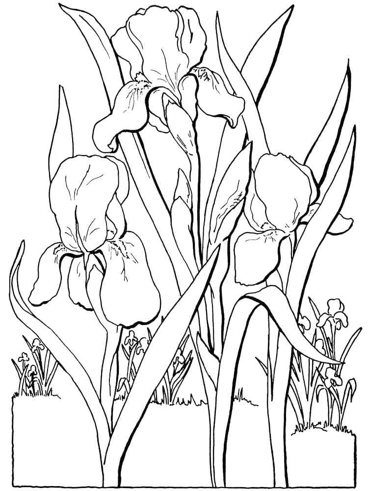 Iris Flowers Coloring Page