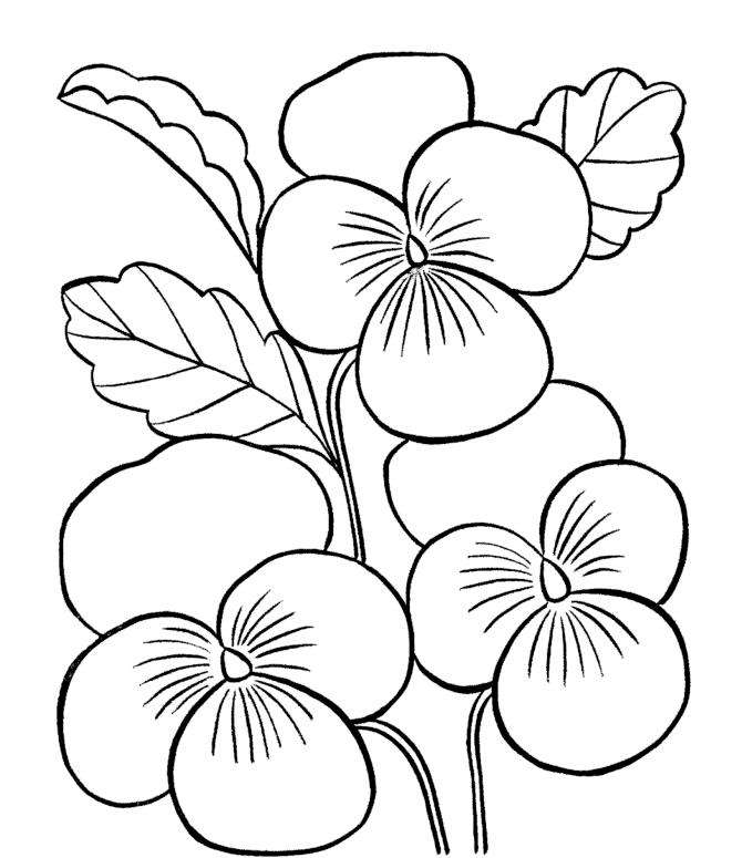 Pansy Flowers Coloring Page