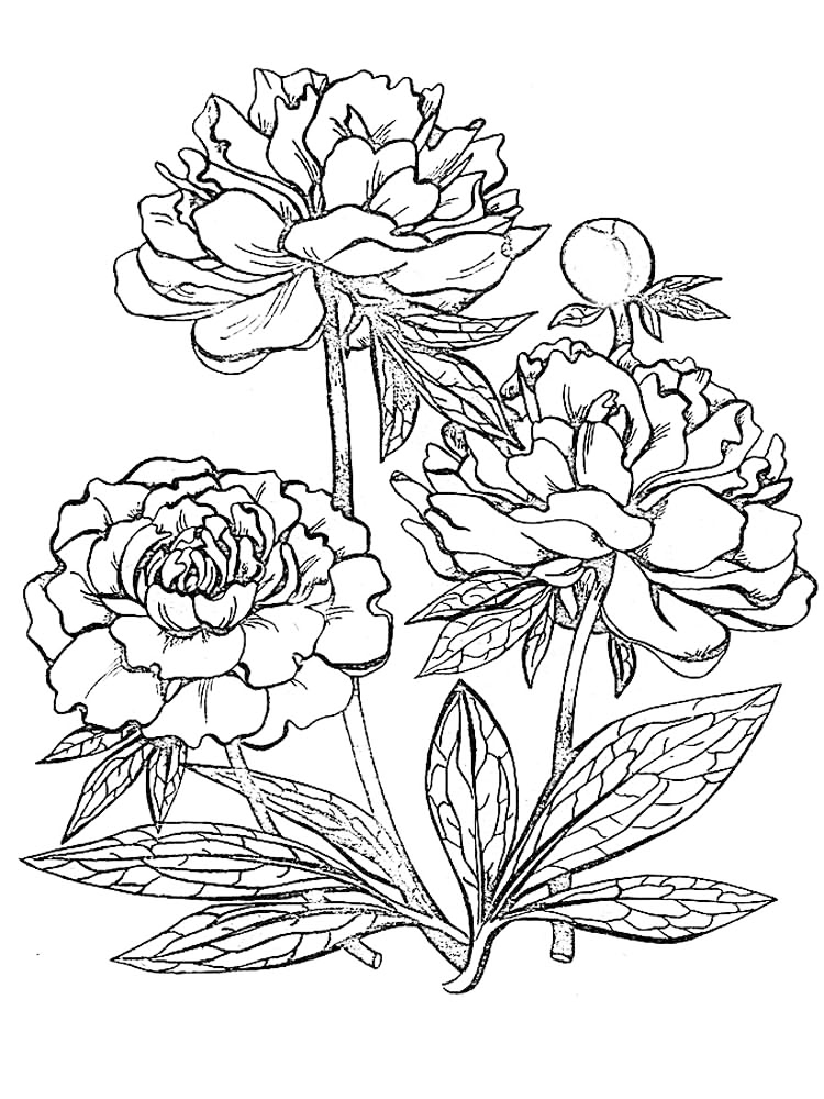 Peony Flowers Coloring Page