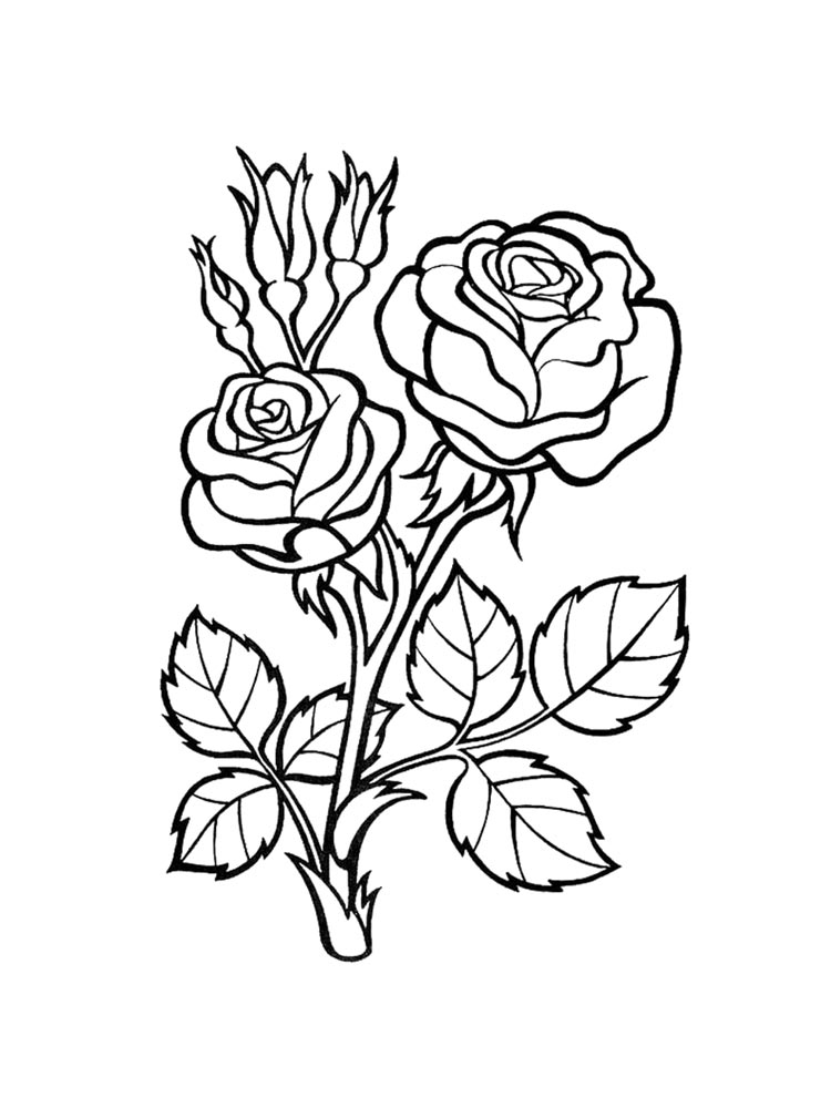 Stem Of Roses Coloring Page