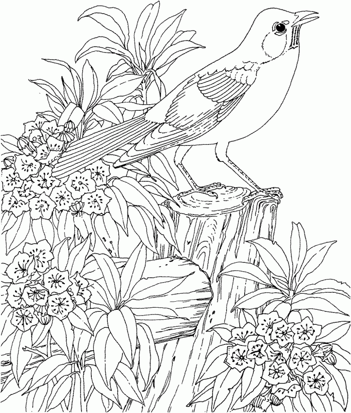 download-and-color-hard-coloring-pages