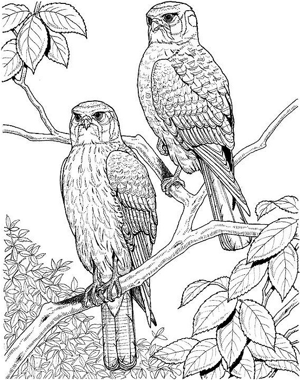 Hard Coloring Pages for Adults - Best Coloring Pages For Kids