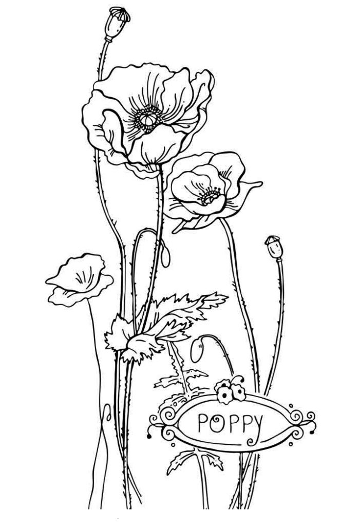 free poppy page to color
