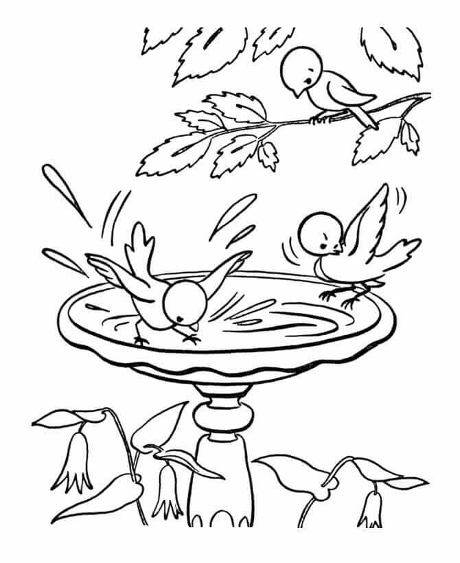 Birds In The Bath Coloring Page