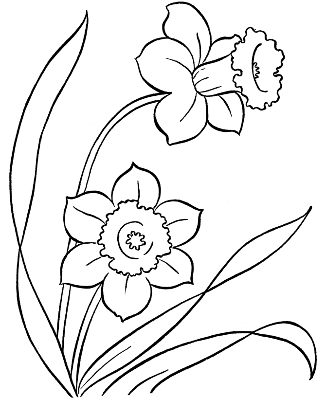 Spring Daffodils Coloring Page