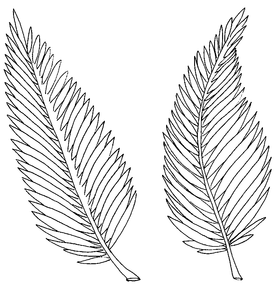 Ashes From Burning Palms Coloring Page