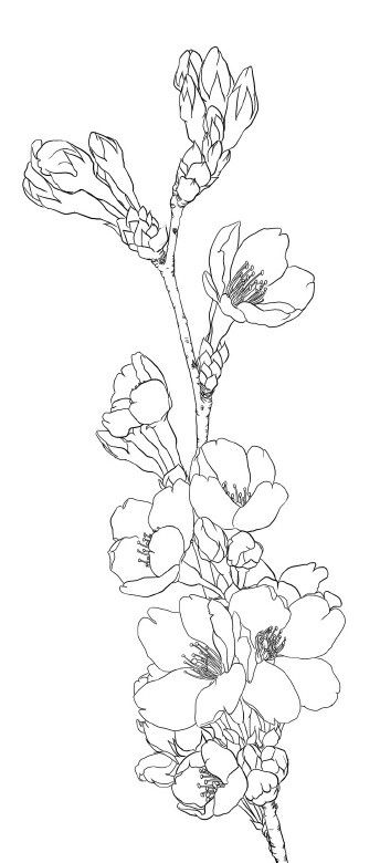 Flower Coloring Pages for Teens