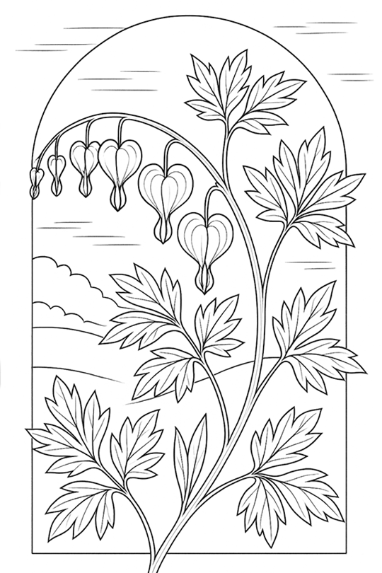 Bleeding Heart Plant Illustration