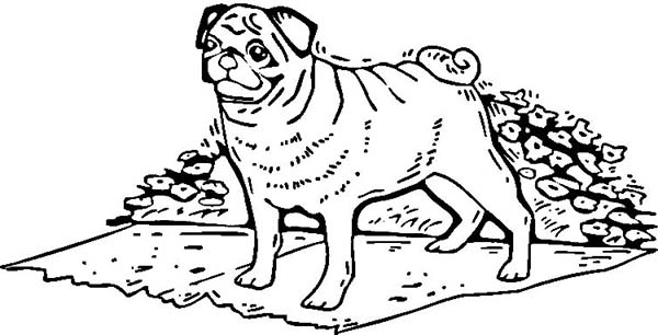 Download Free Pug Coloring Pages