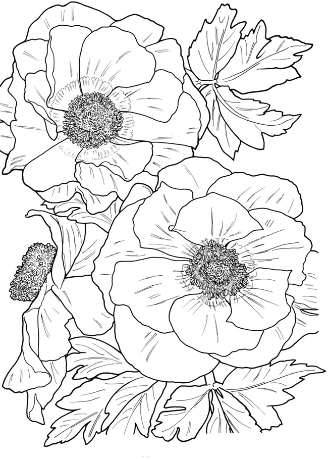 Featured image of post Printable Floral Coloring Pages For Adults : Floral coloring pages best flower coloring pages printable.