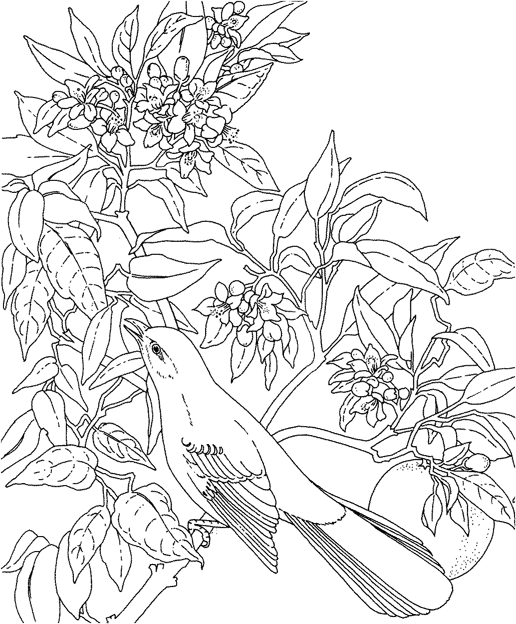 coloring flower adults
