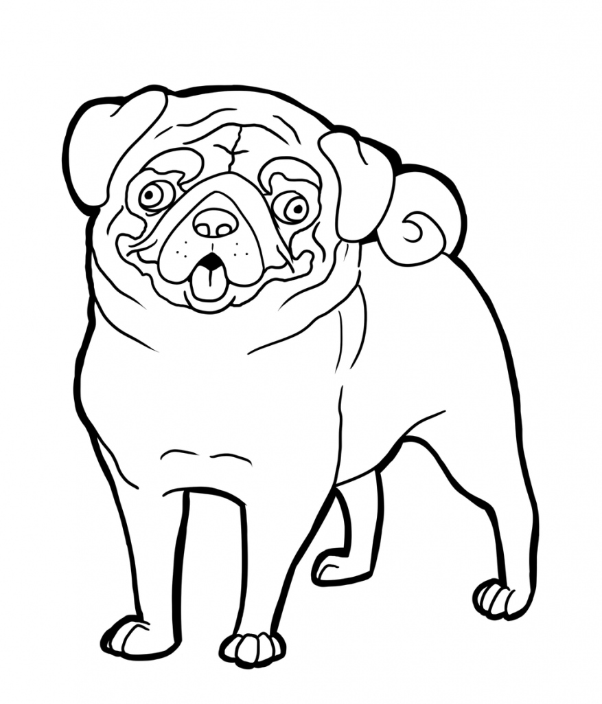 Free Pug Coloring Pages