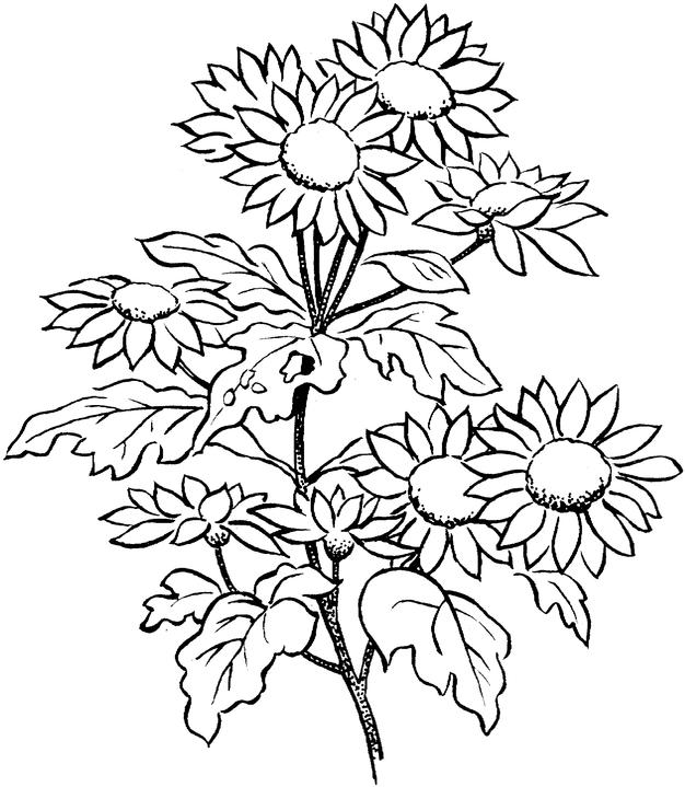 Download Flower Coloring Pages for Adults - Best Coloring Pages For Kids