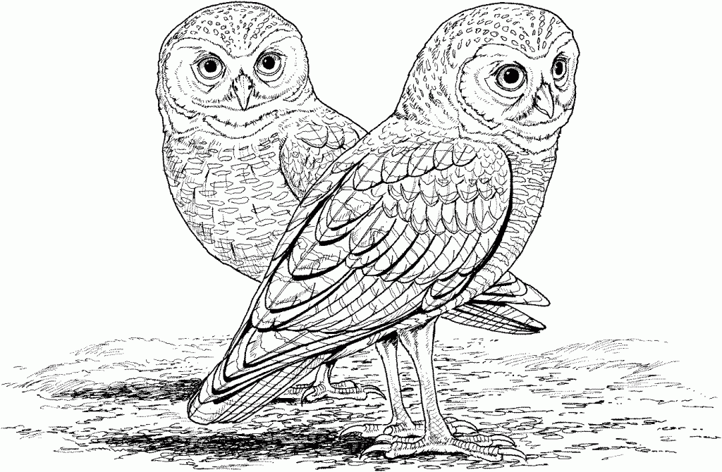 Download OWL Coloring Pages for Adults. Free Detailed Owl Coloring Pages