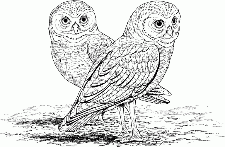 OWL Coloring Pages for Adults. Free Detailed Owl Coloring Pages