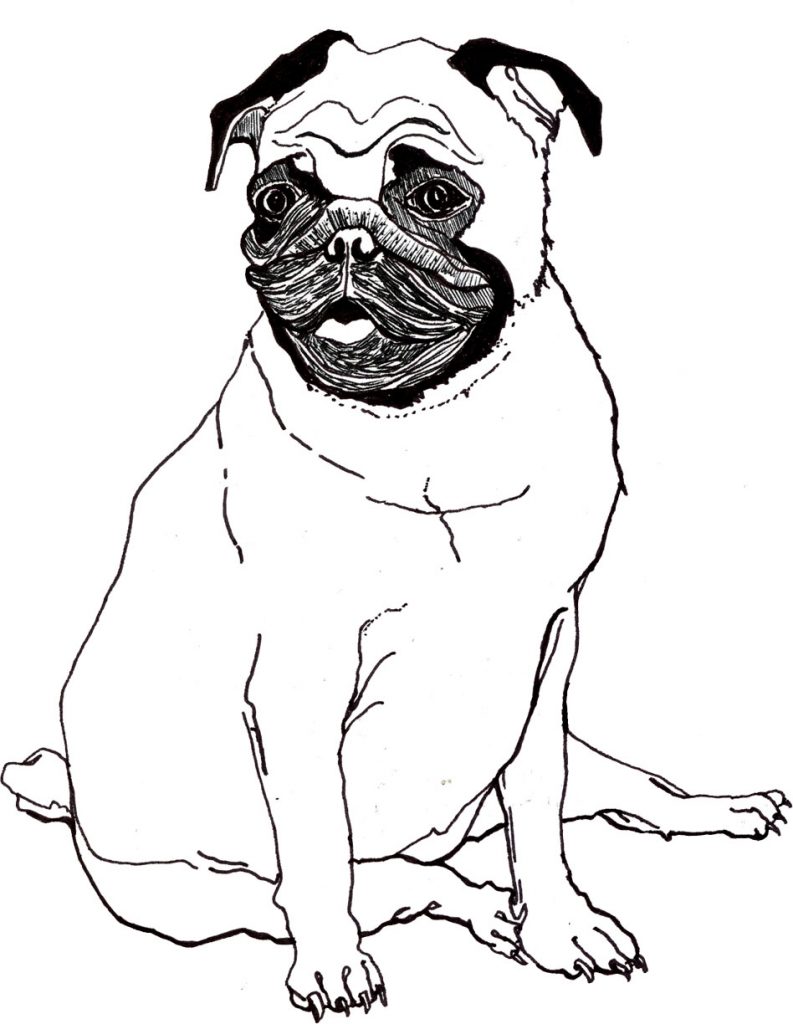 Pug Coloring Page