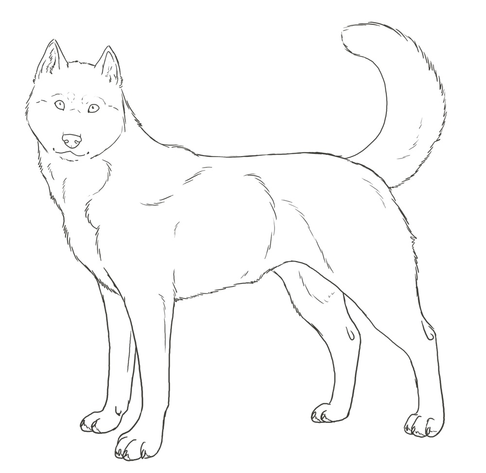 Download Husky Coloring Pages