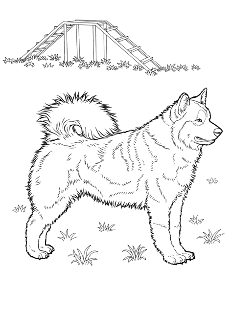 Husky Coloring Pages - Best Coloring Pages For Kids