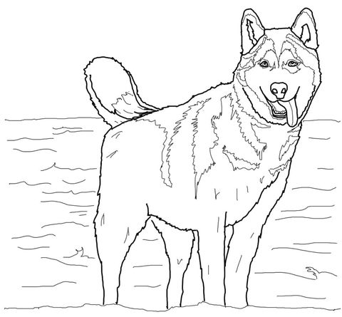 Print Free Husky Coloring Pages