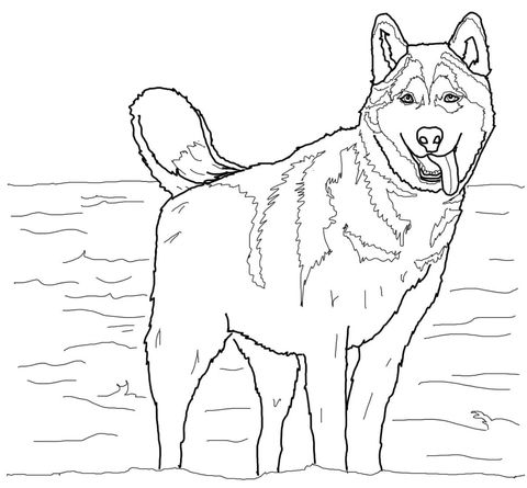 Download Husky Coloring Pages - Best Coloring Pages For Kids