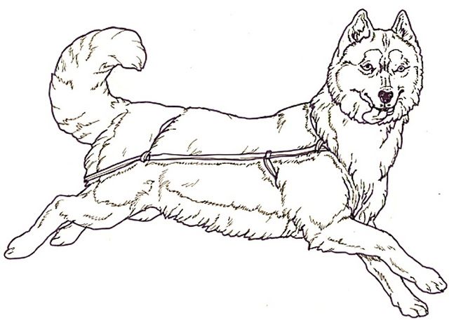 Print Husky Coloring Pages