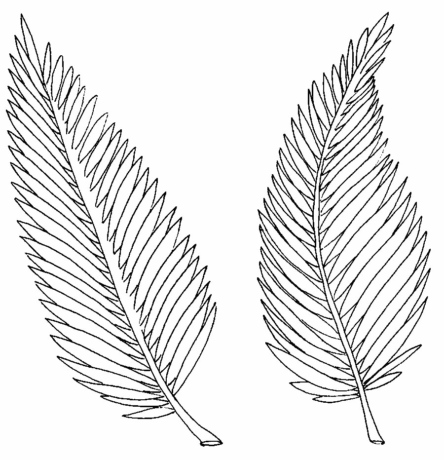 Palms For Palm Sunday Coloring Page