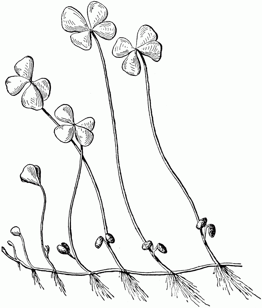 Pretty Four Leaf Clover Coloring Pages