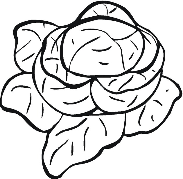 Cabbage Coloring Page