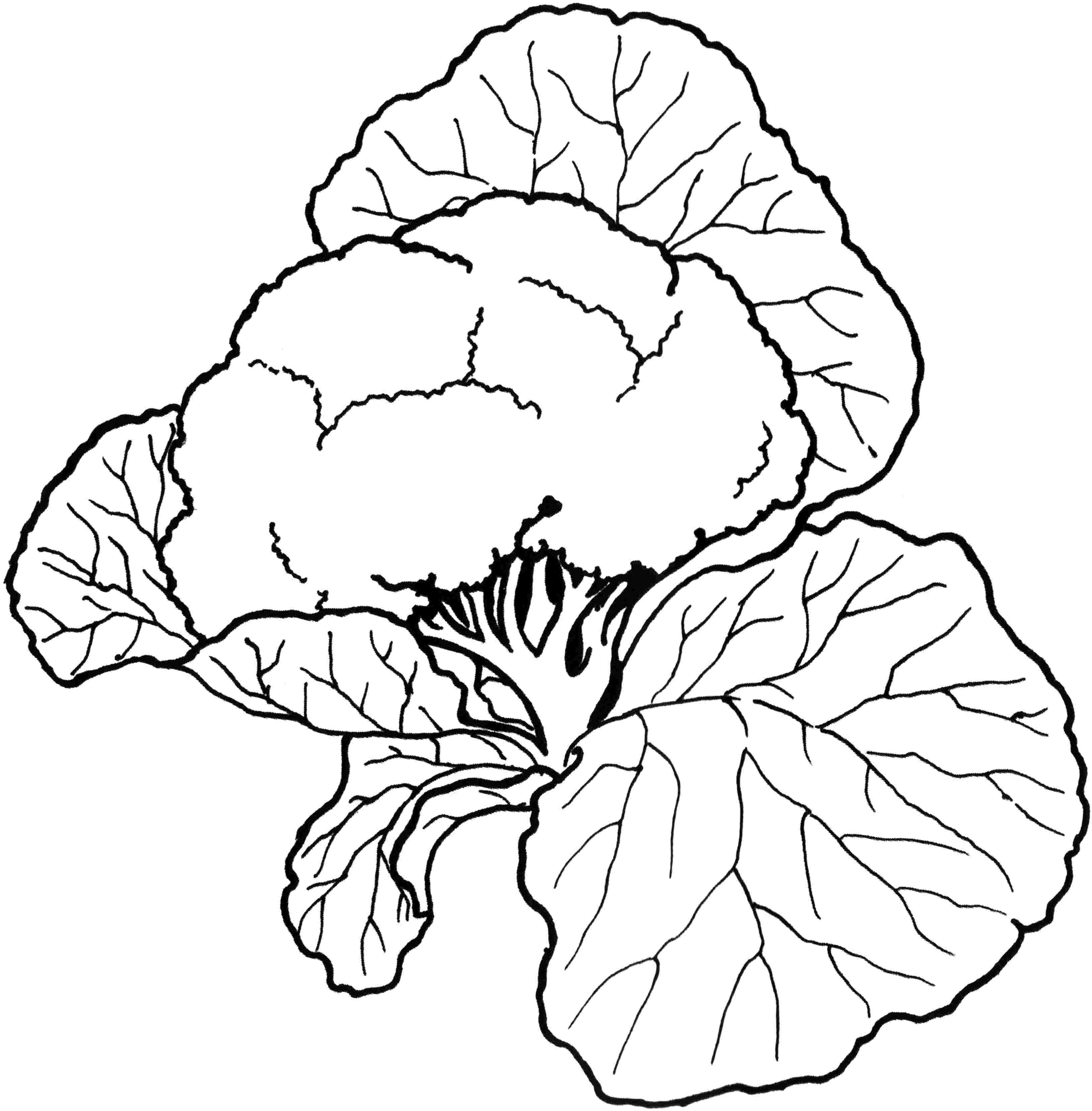 Cauliflower Coloring Pages