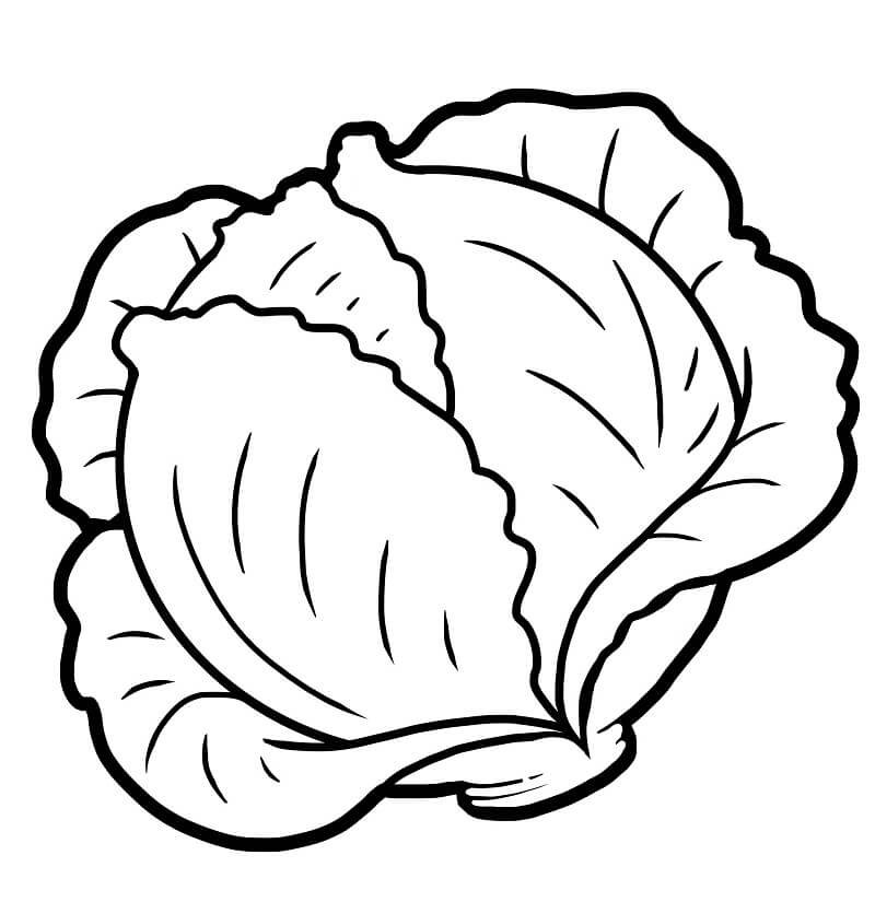 Head Of Lettuce Coloring Page