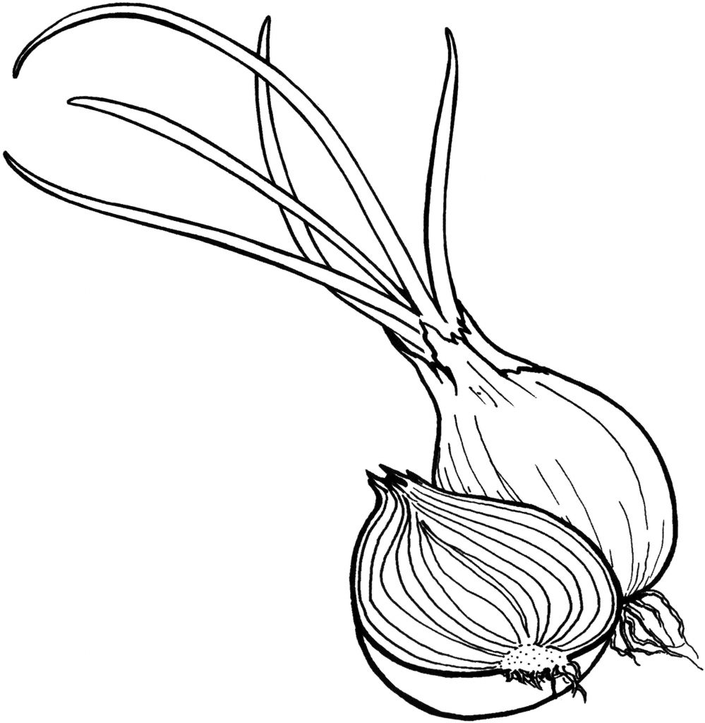 Onion Vegetable Coloring Pages