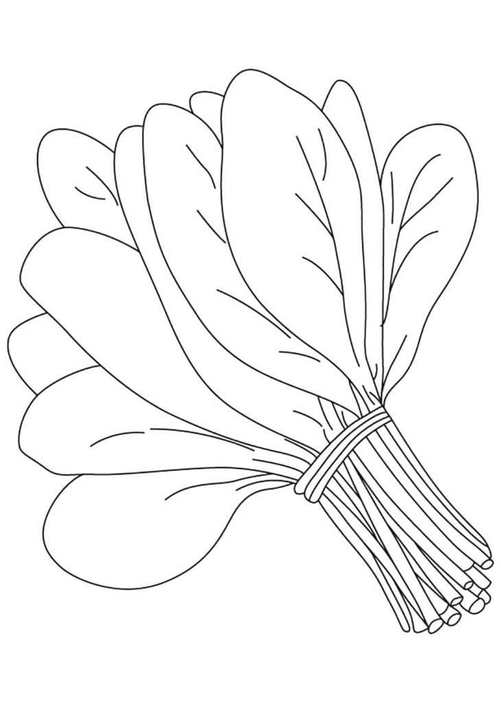 Spinach Coloring Page