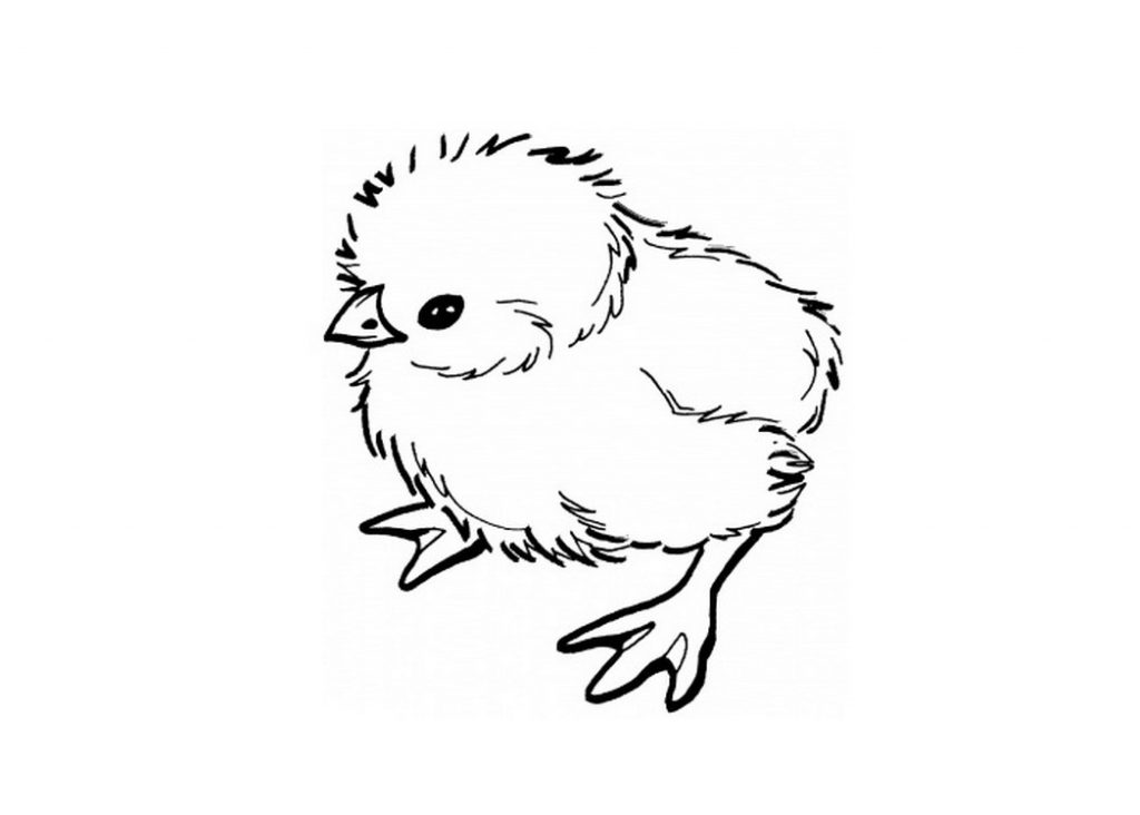 Baby Chicken Coloring Page