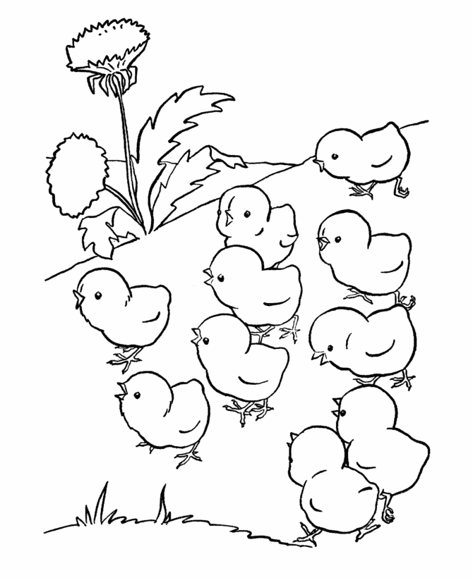 baby chick hatching coloring page