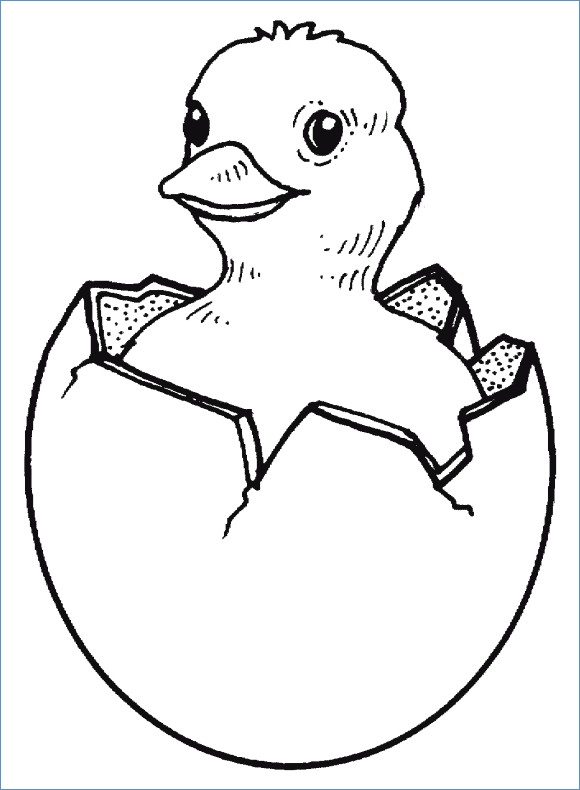 baby chick hatching coloring page