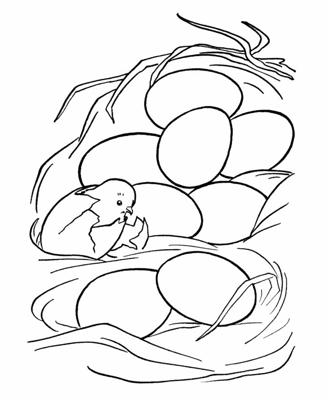 Chick and Eggs Coloring Page