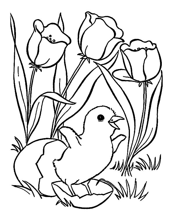 Free Chick Coloring Page