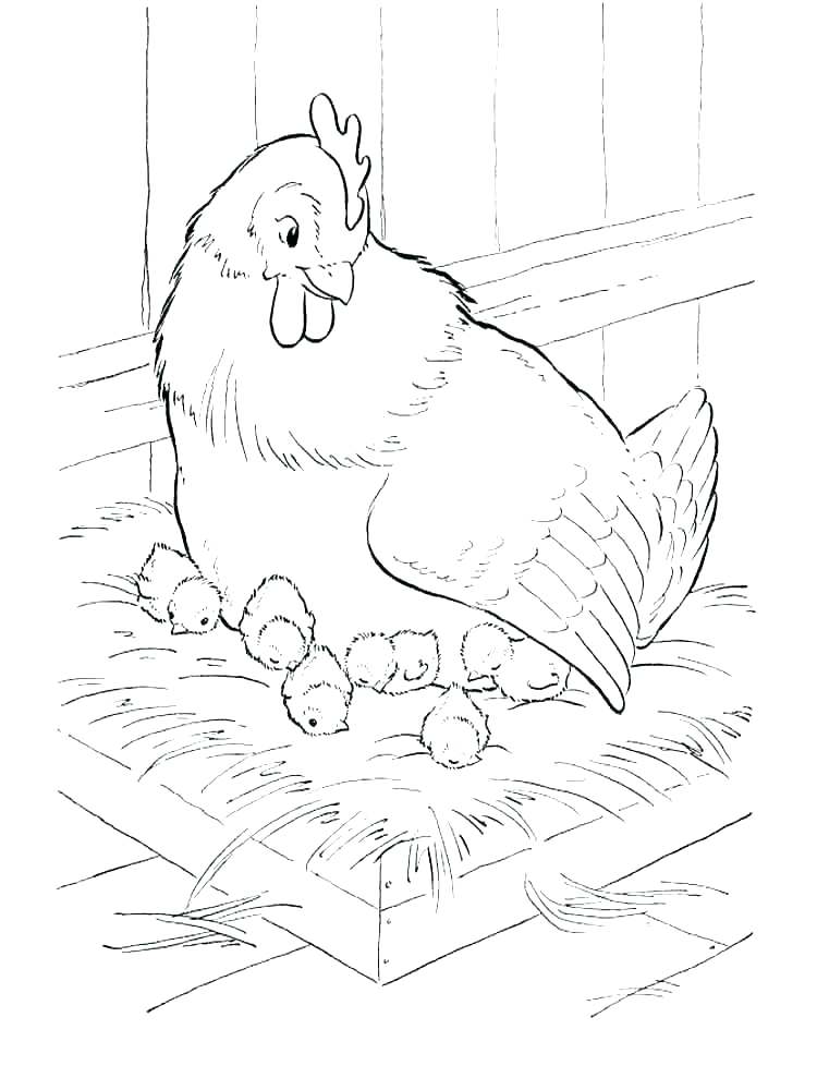 Hen Chicken Coloring Pages