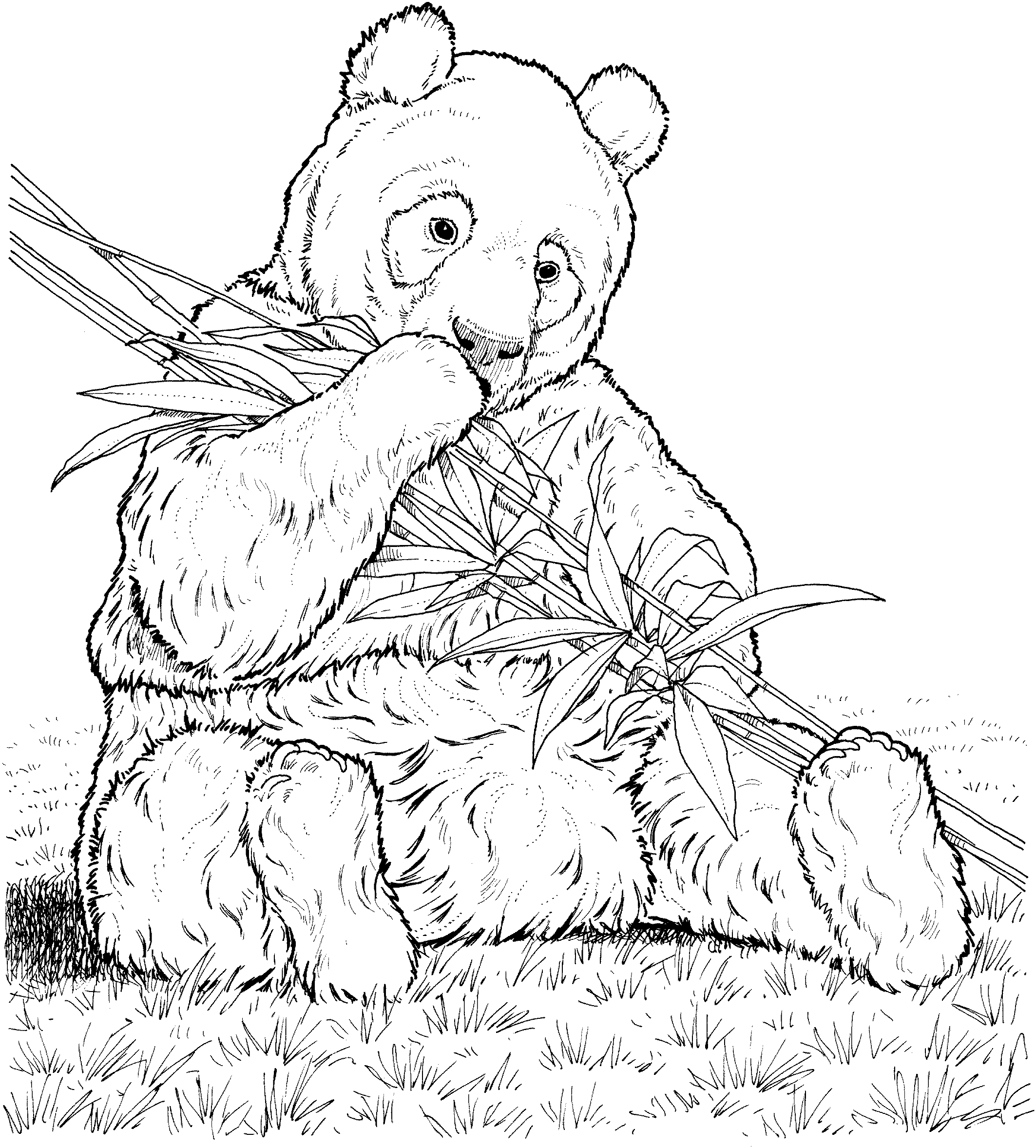 Desenhos para colorir de Pandas para baixar - Pandas - Coloring