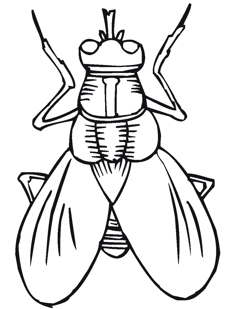 parts of an insect coloring page