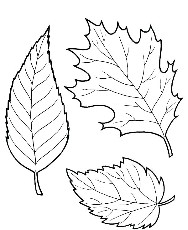 fall-leaves-coloring-pages-printable-printable-word-searches