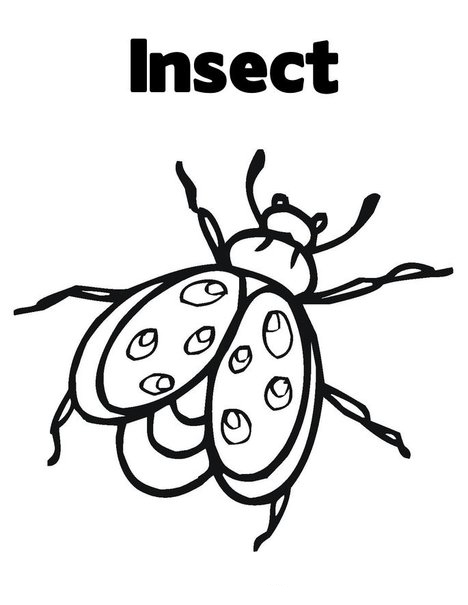 parts of an insect coloring page