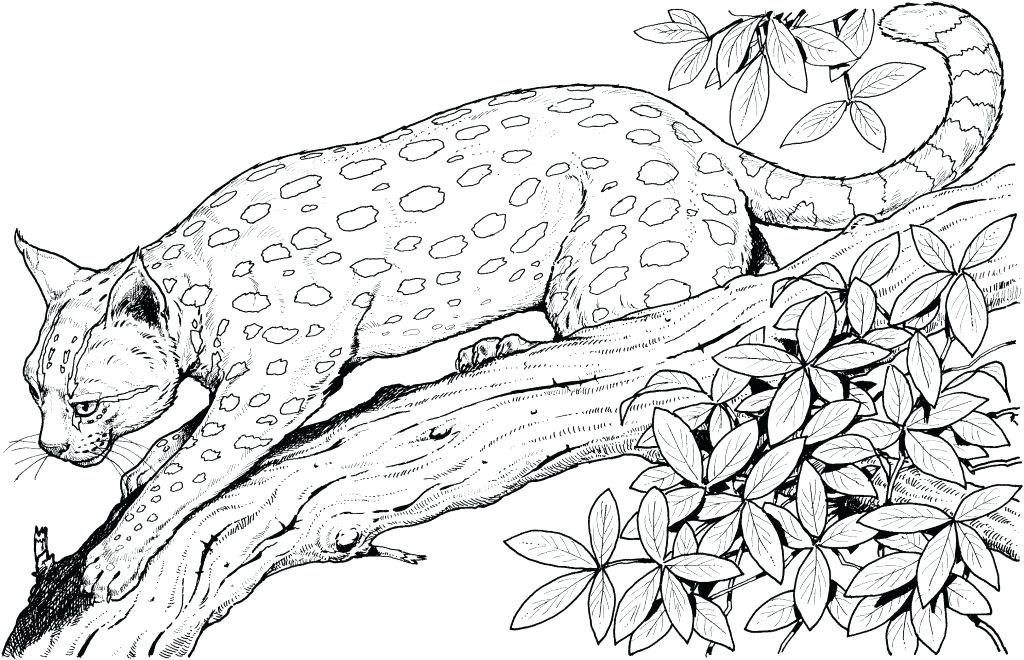 Download Jungle Coloring Pages - Best Coloring Pages For Kids