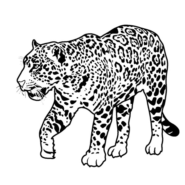 Jungle Leopard Coloring Page