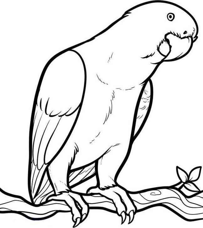 Parrot In A Tree Coloring Page
