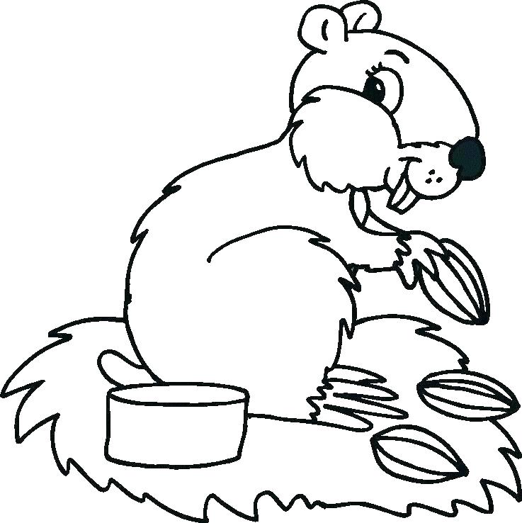 Squirrel Baby Animal Coloring Pages
