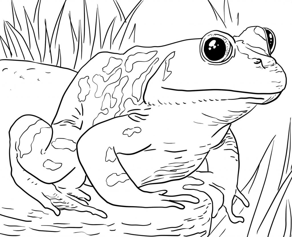 Frog - Zoo Animals Coloring Pages