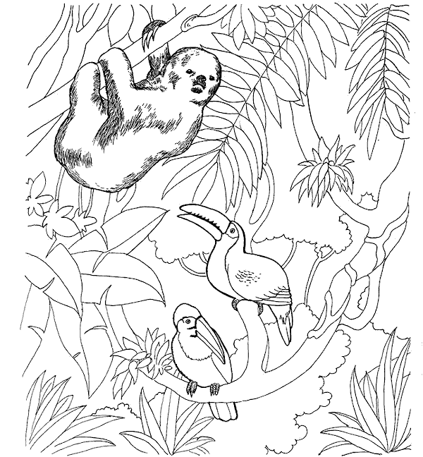 Sloth - Zoo Animals Coloring Pages