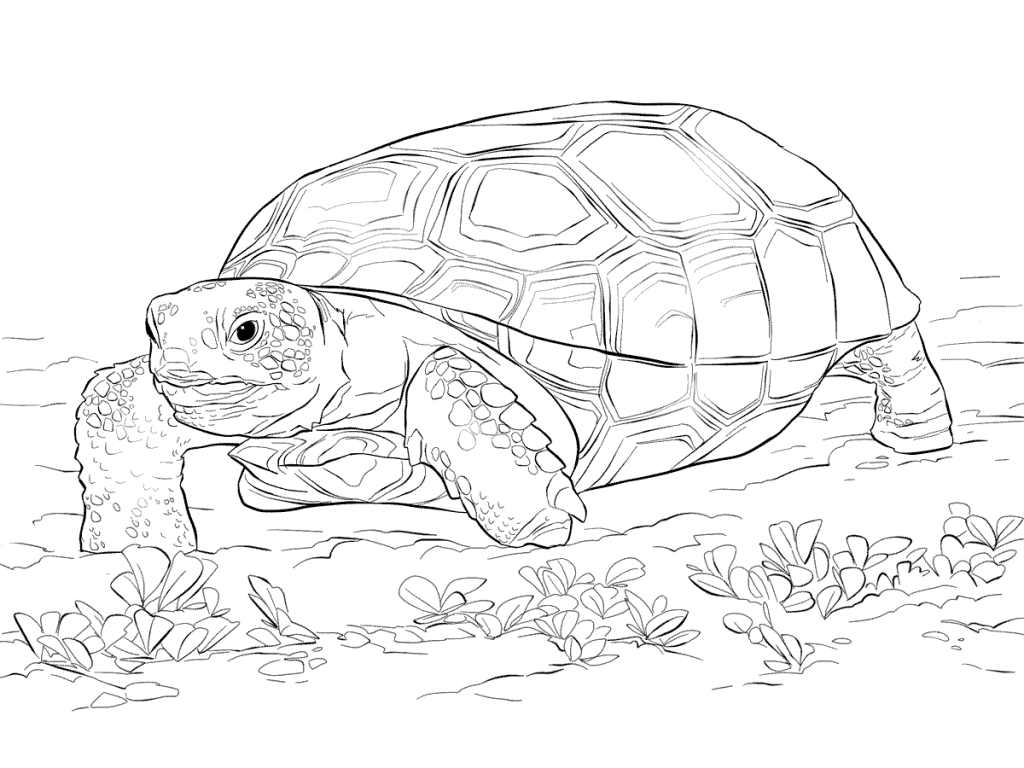 Tortise - Zoo Animals Coloring Pages